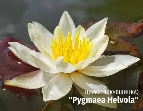 pygmaea Helvola